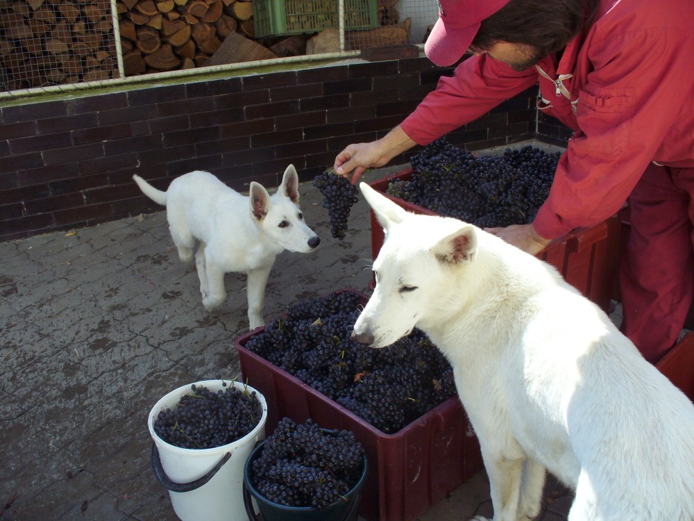 vinobraní.jpg