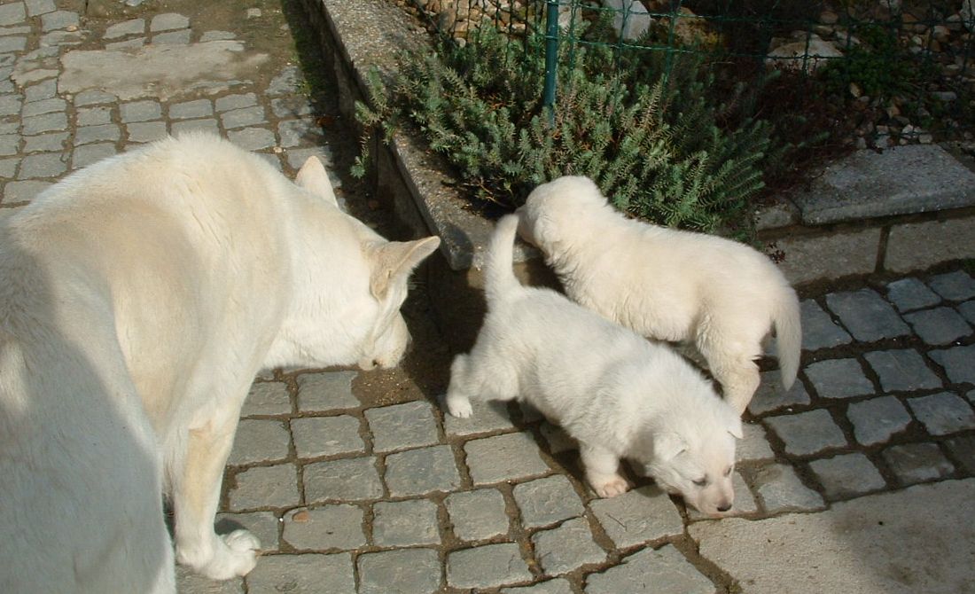 průzkum.JPG
