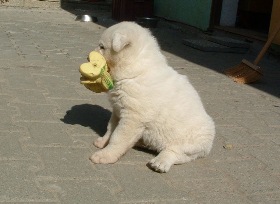 Enricco s hračkou.JPG