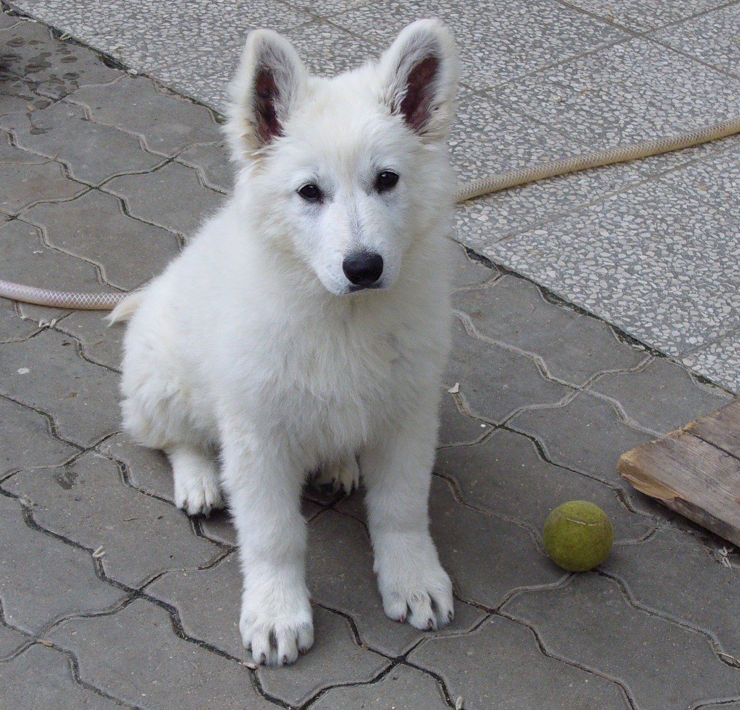 P1000035.jpg