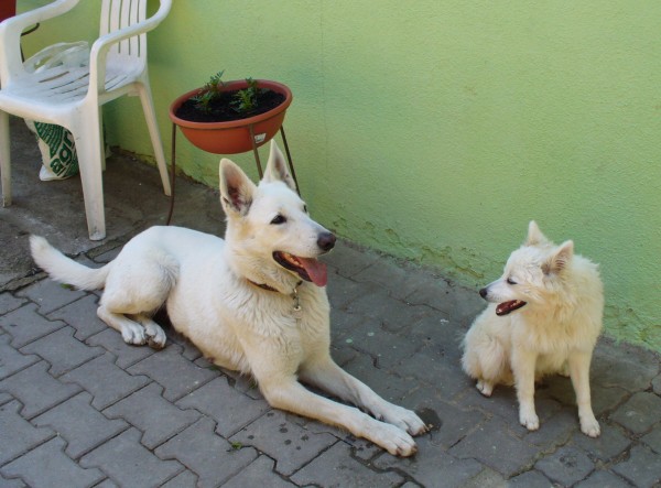 kamarádi1.jpg